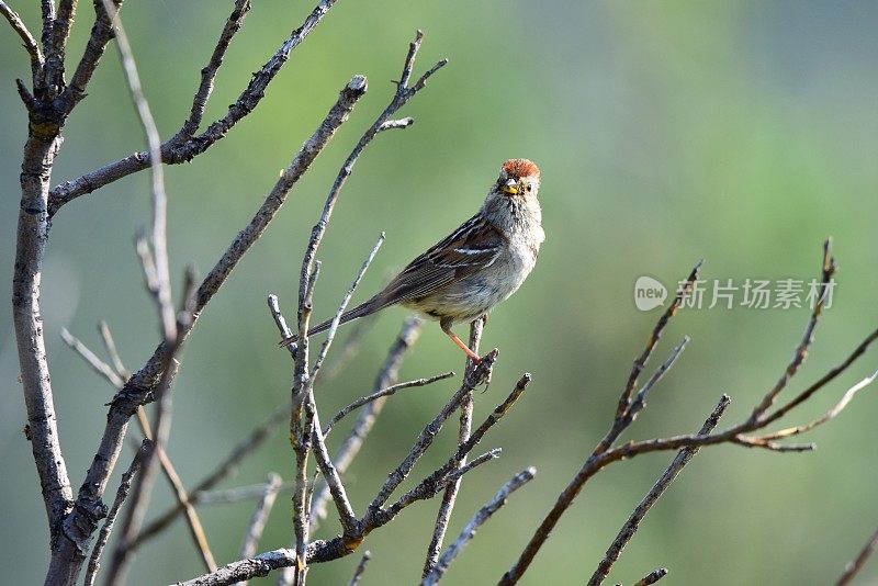 萨维奇河的Common Redpoll